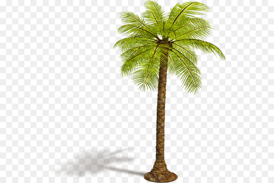 Palmera，Playa PNG