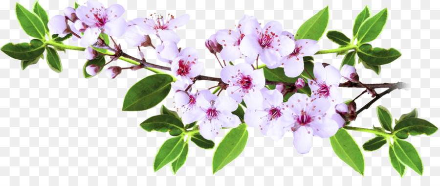 Flores，Florecer PNG