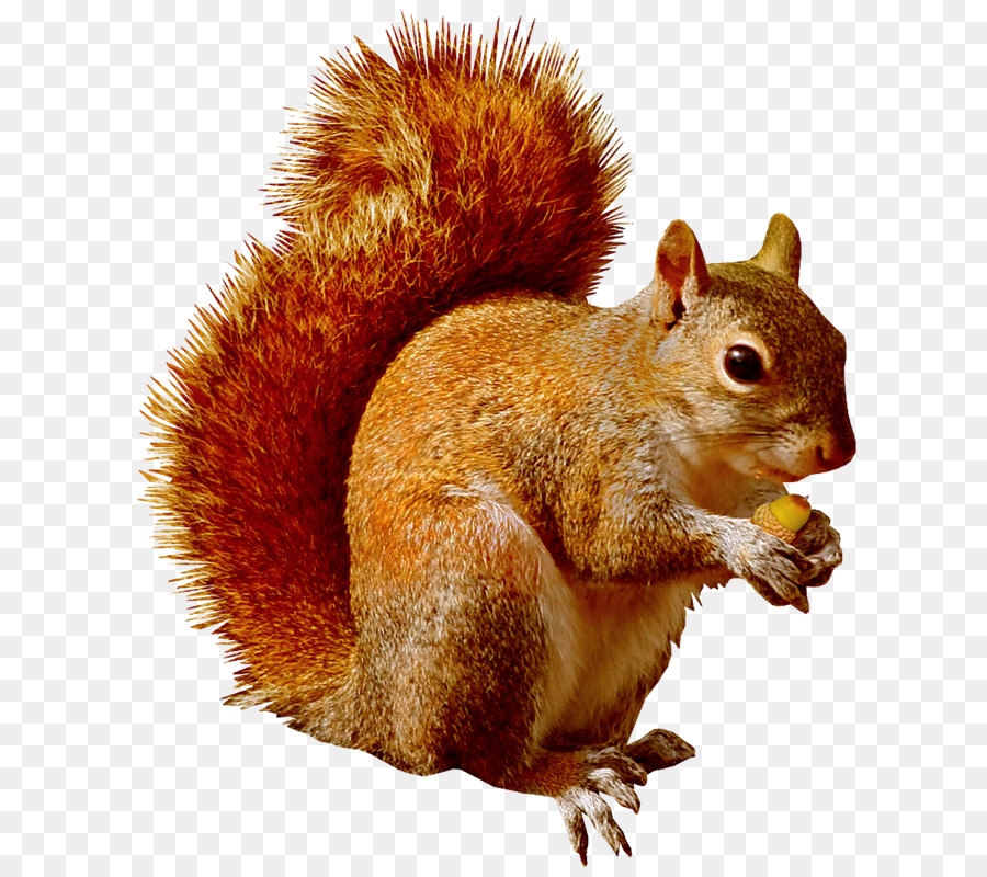 Ardilla，Scrat PNG