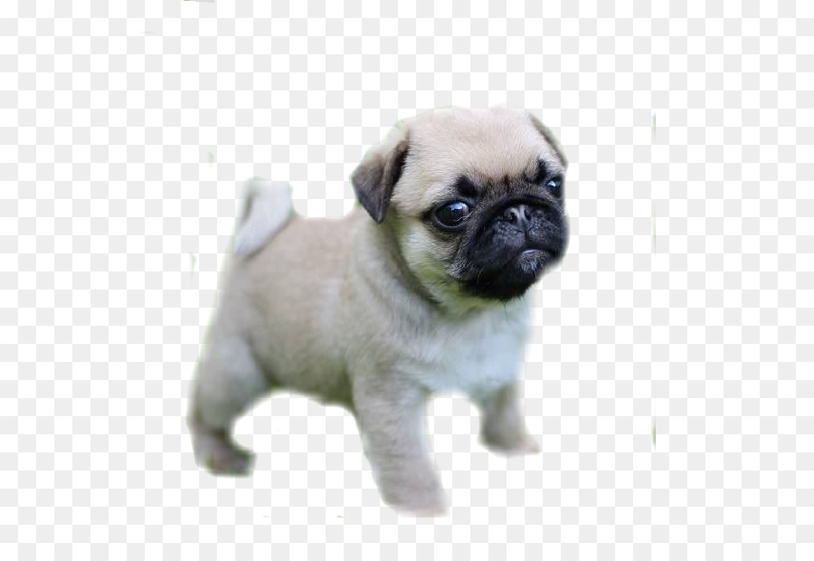 Pug，Cachorro PNG