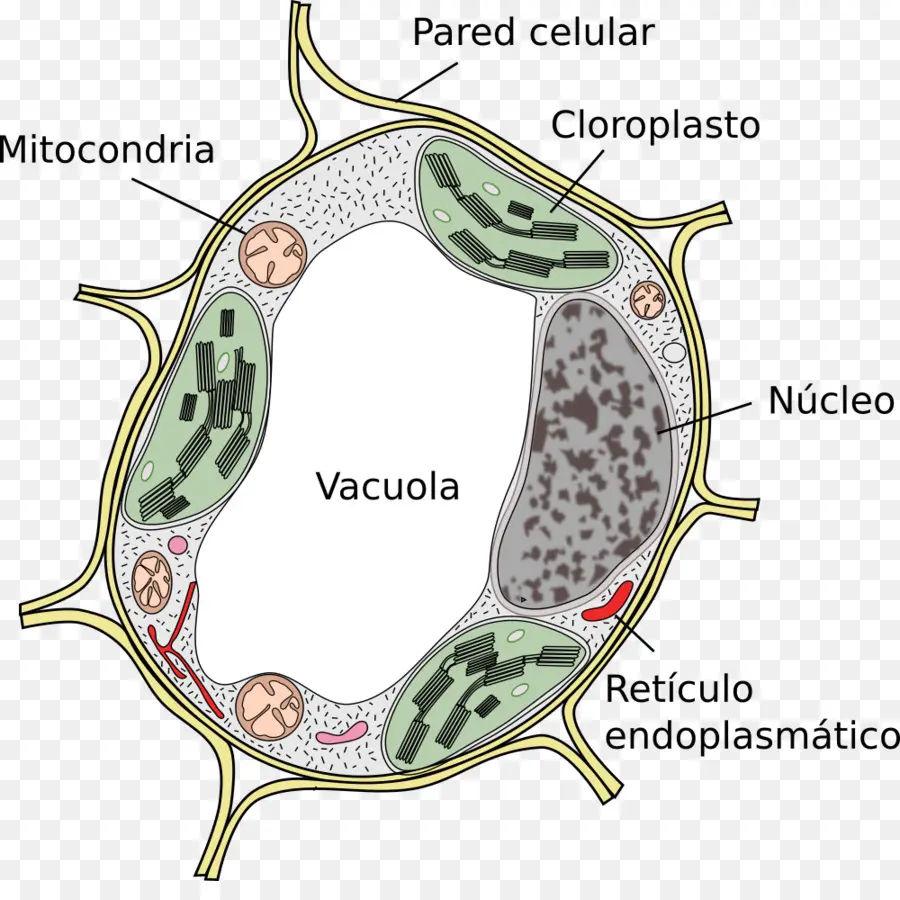 Planta，Célula De La Planta PNG