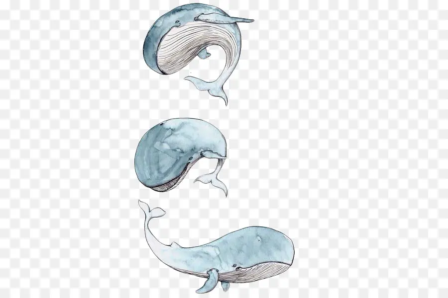 Cetacea，Dibujo PNG