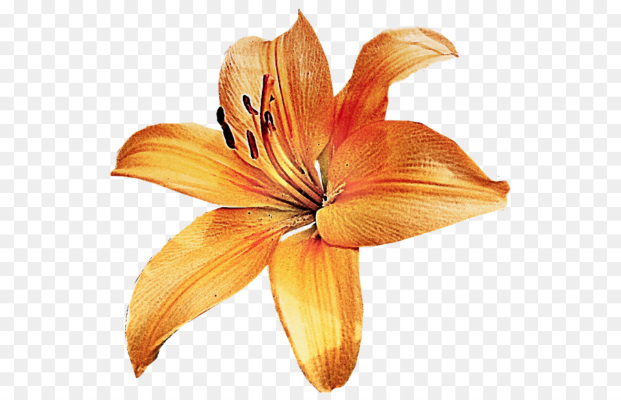 Amarillo，Flor PNG