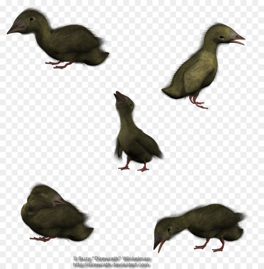 Pato，Render 3d PNG