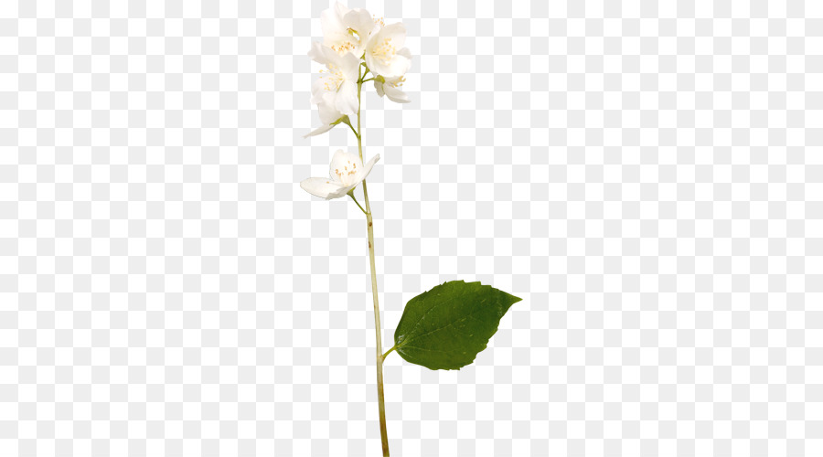 Flor，Dibujo PNG