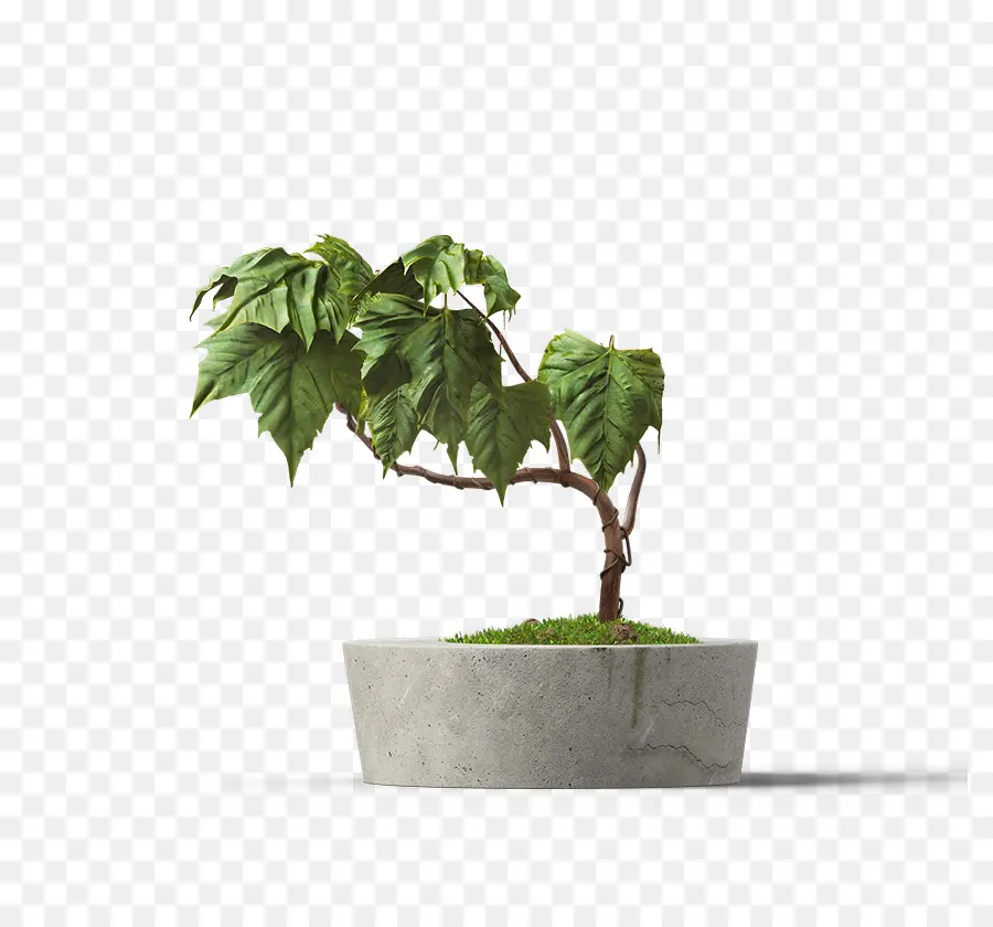 Maceta，Planta PNG