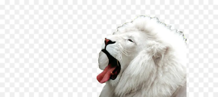 León，White Lion PNG