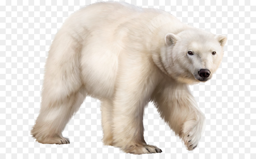 Oso Polar，Oso PNG