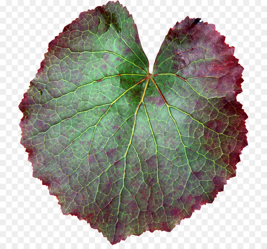 Hoja，Planta PNG