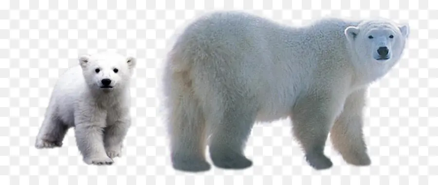 Oso Polar，Oso PNG