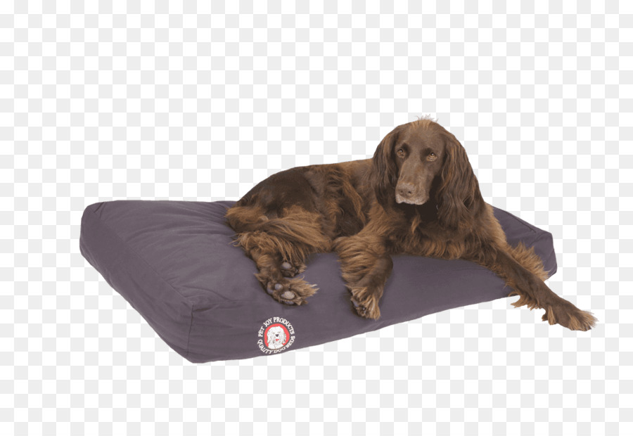 Boykin Spaniel，Field Spaniel PNG