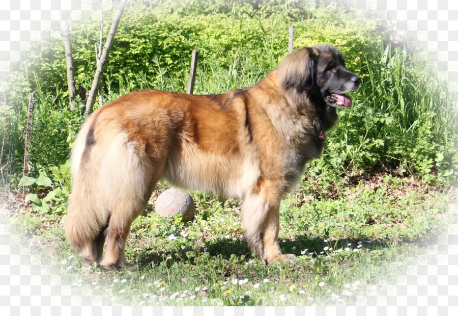 Estrela Perro De Montaña De Los，Leonberger PNG