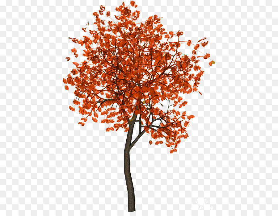 Árbol，Rama PNG