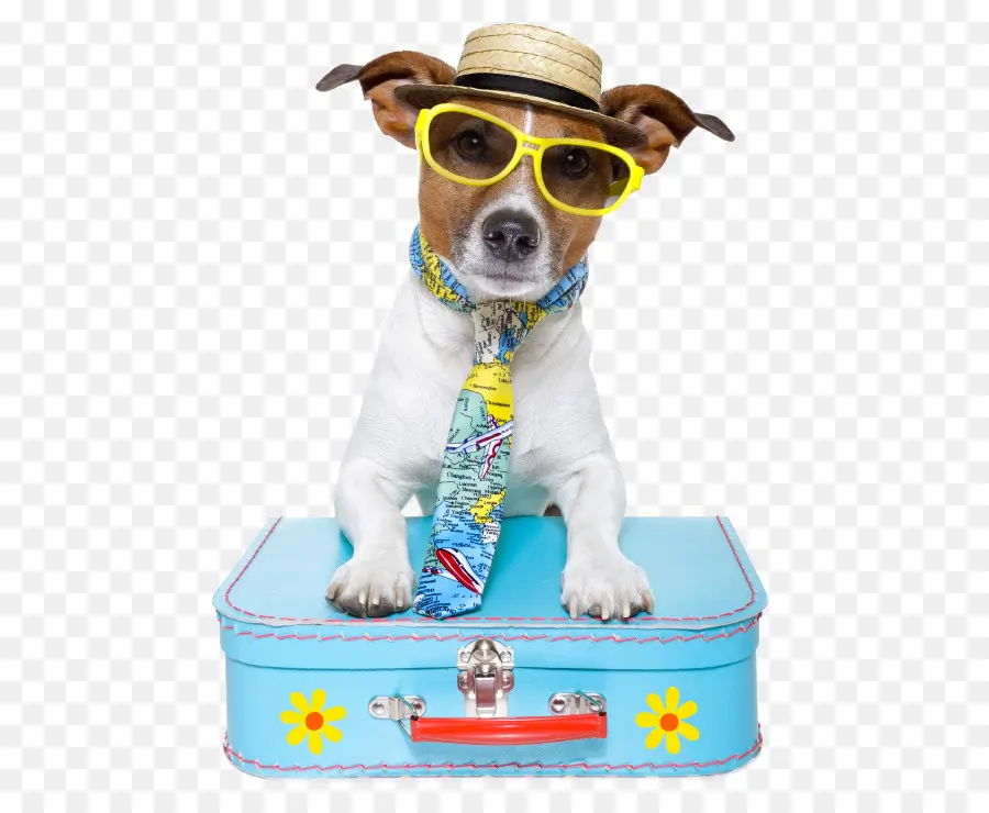 Perro Con Maleta，Sombrero PNG