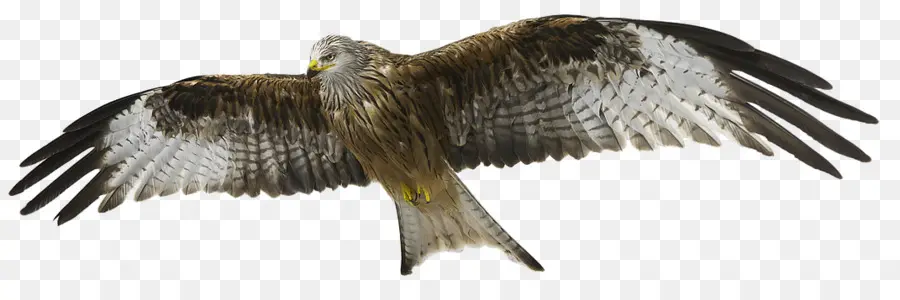 águila，Aves PNG