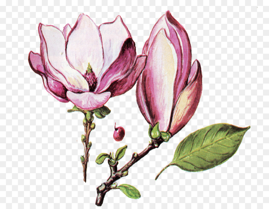 Flor，Postscript Encapsulado PNG