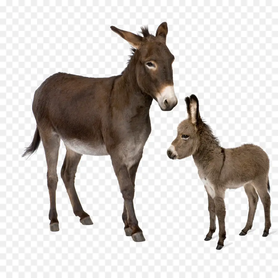 Burro，Caballo PNG