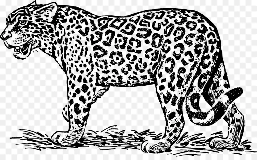 Leopardo，Manchas PNG