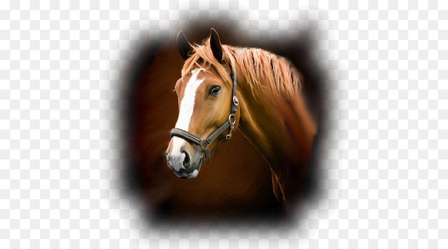 Caballo，Estable PNG