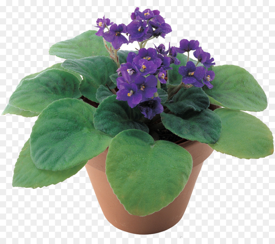 Violeta，Maceta PNG