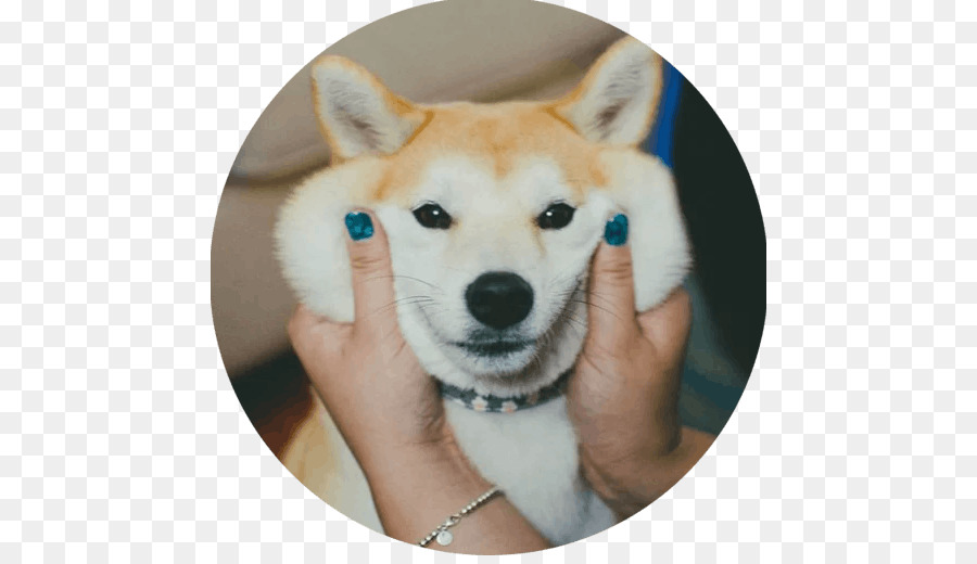 Shiba Inu，Cachorro PNG