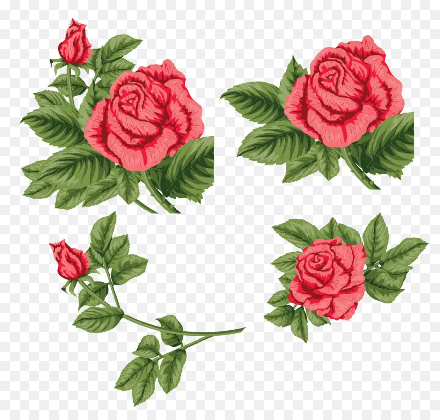 Las Rosas De Jardín，China Rose PNG