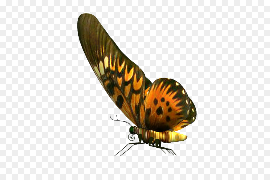 Mariposa，Alas PNG