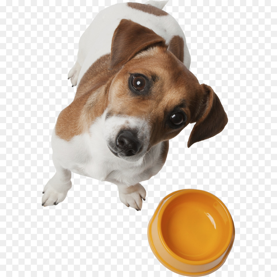 Raza De Perro，Cachorro PNG