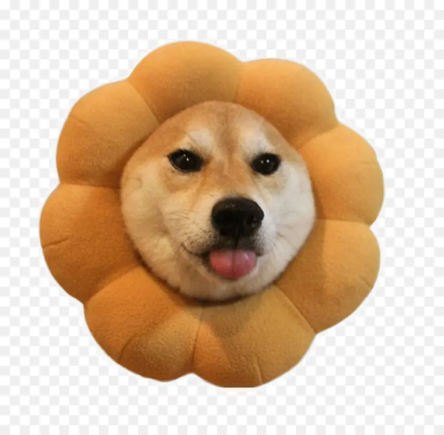 Shiba Inu，Descargar PNG