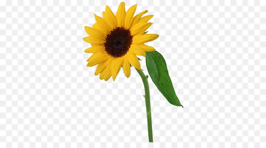 Común De Girasol，Flor PNG