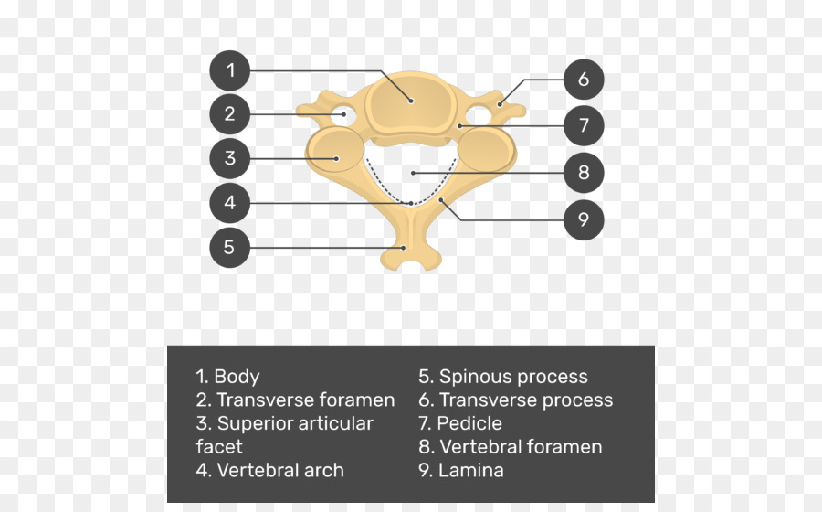 La Columna Vertebral，Vértebras Cervicales PNG