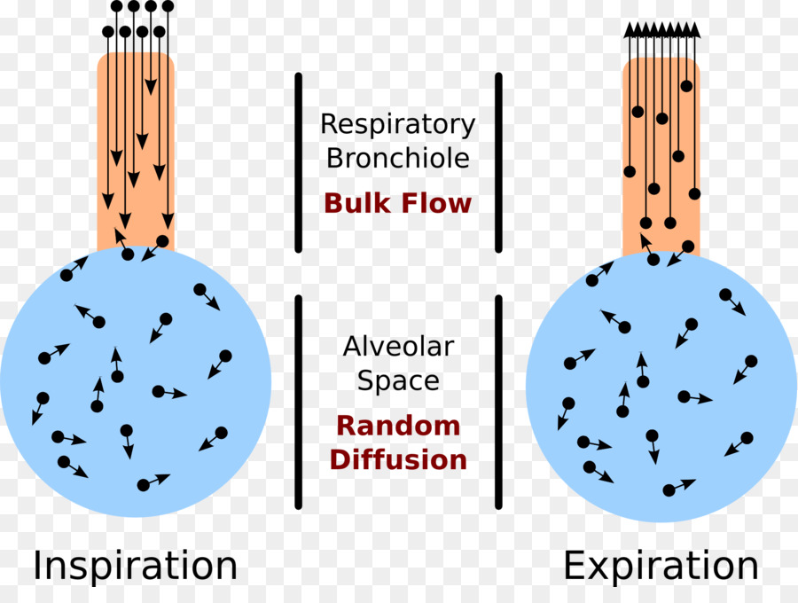 Aire Alveolar Ecuación，Pulmonar Alvéolos PNG