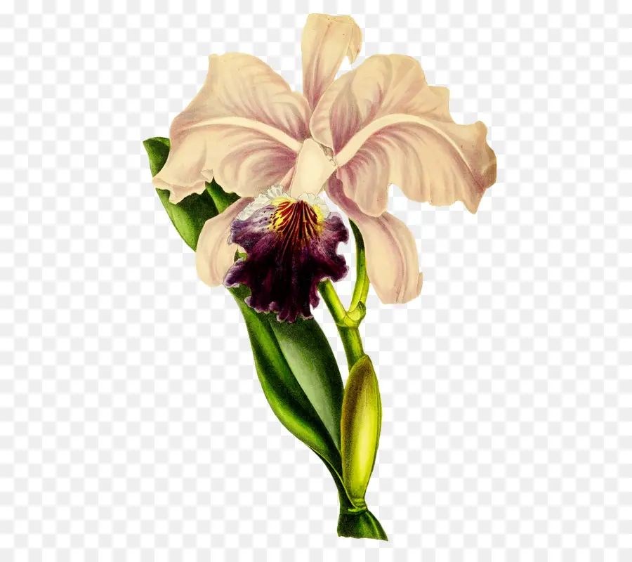 Portátil，Flor PNG