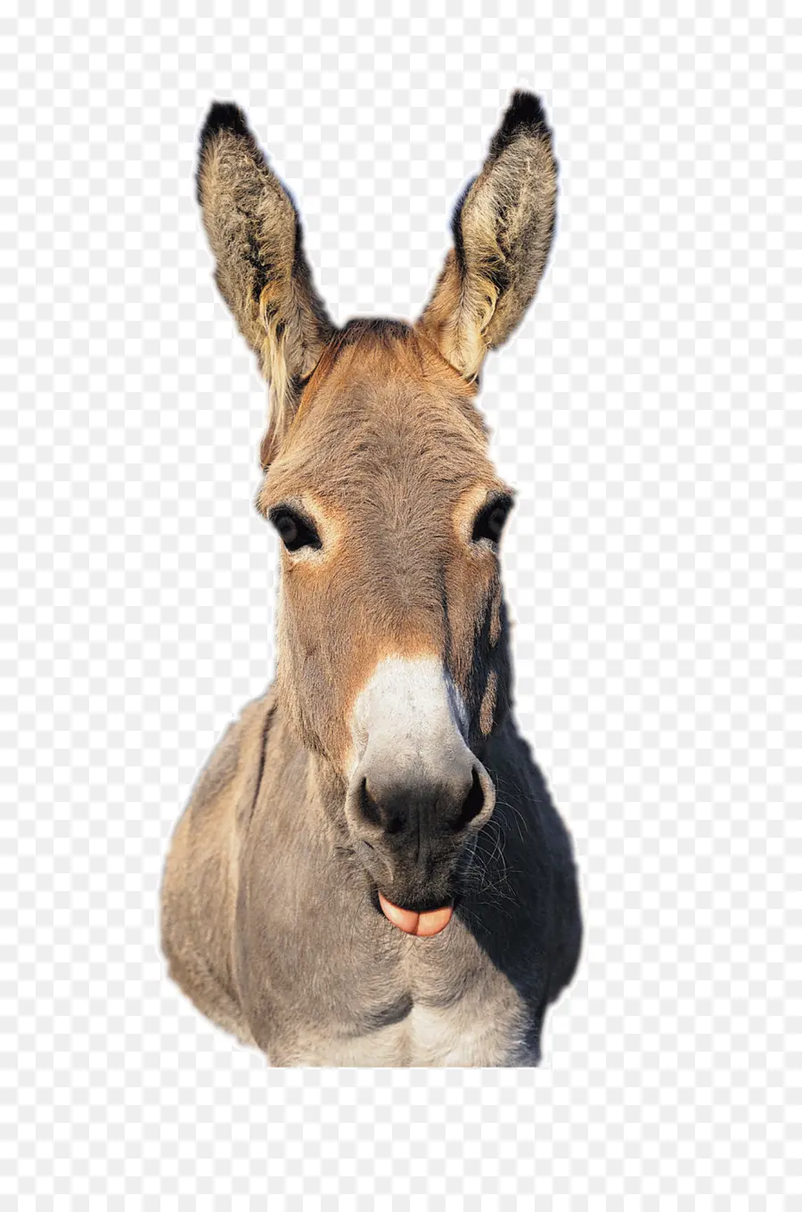 Mula，Burro PNG