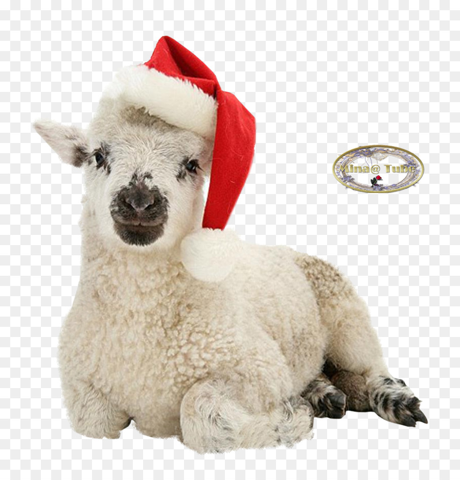 Cordero，Navidad PNG