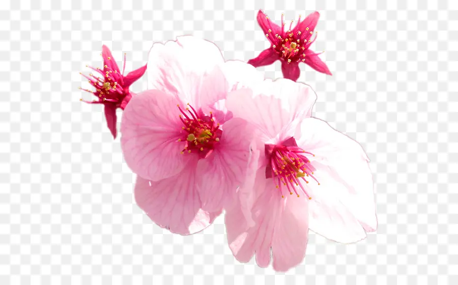 Flores De Cerezo，Rosa PNG