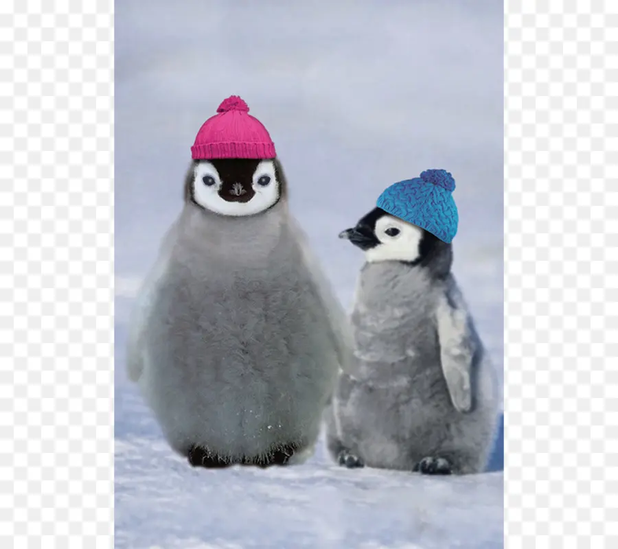 Pingüinos Con Sombreros，Lindo PNG