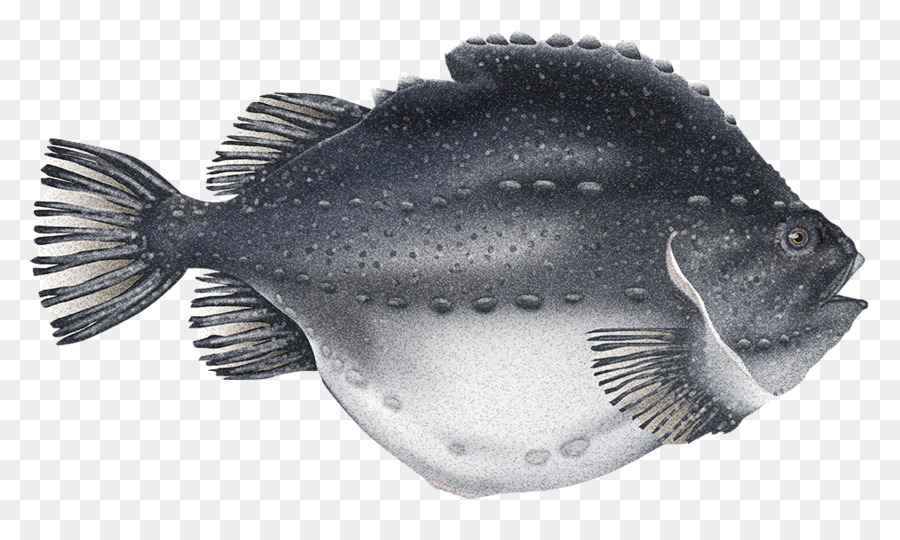 Caviar，Cyclopterus Terrón PNG