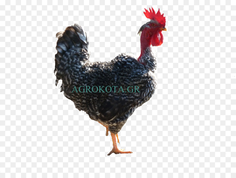 Gallo，Australorp PNG