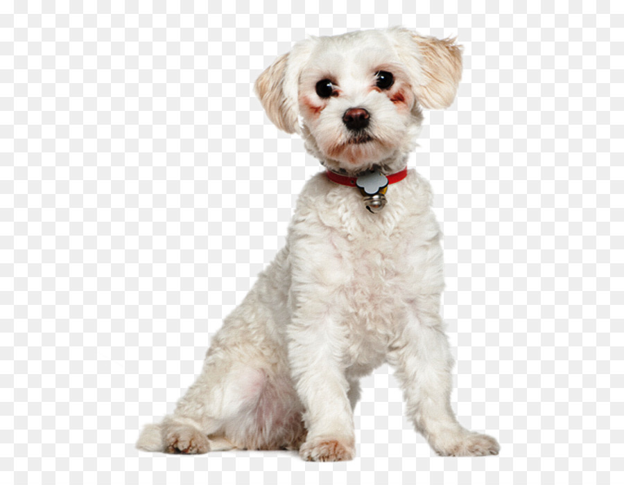 Perro Maltés，Havanese Perro PNG