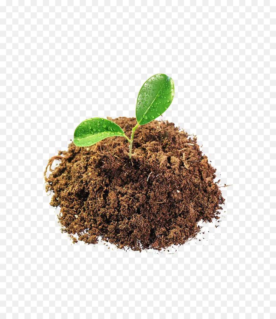 Suelo，Planta PNG