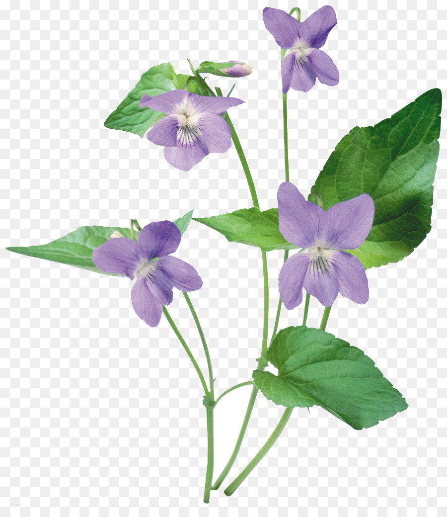 Violeta，Información PNG