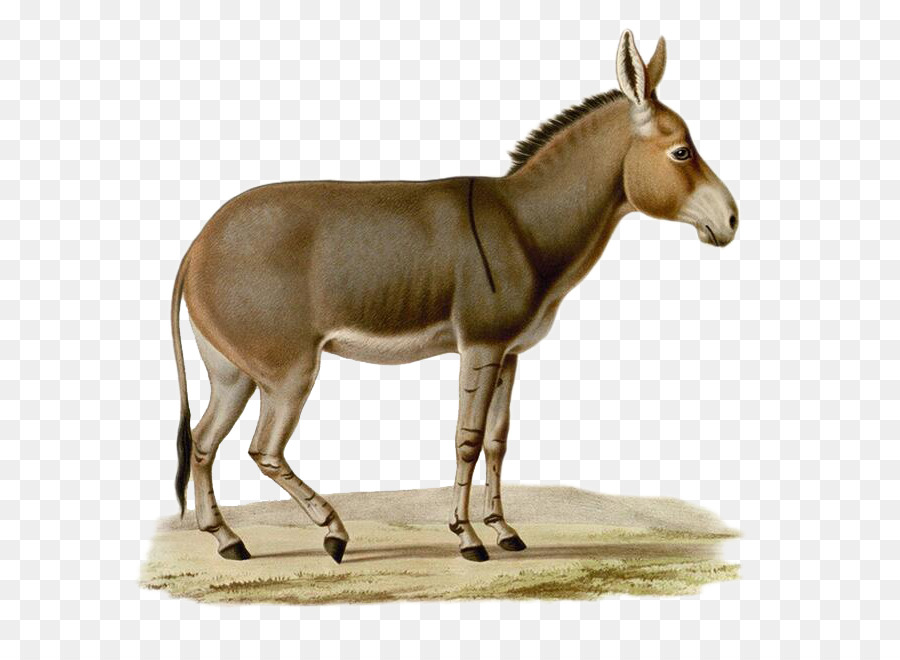 Burro，Granja PNG