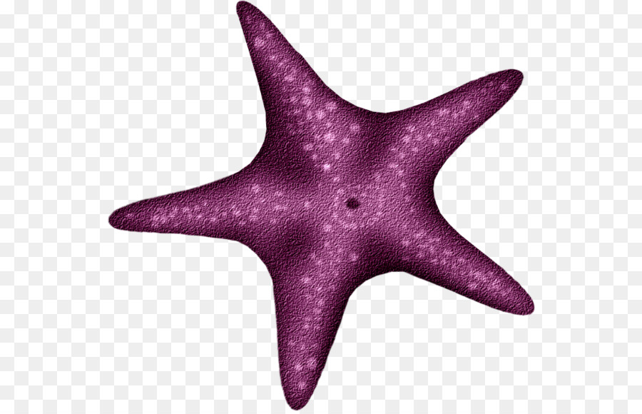 Estrella De Mar Morada，Mar PNG