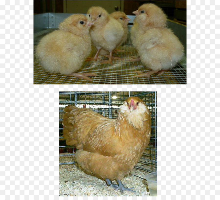 Gallo，Brahma Pollo PNG