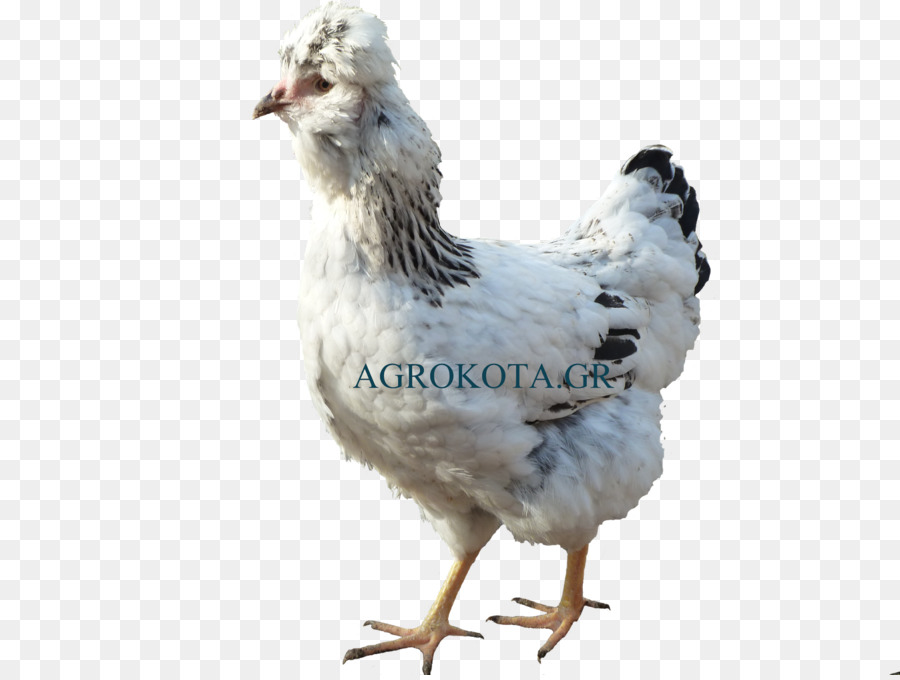 Gallo，Australorp PNG