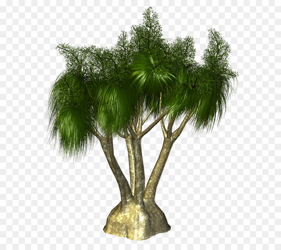 Arecaceae，Árbol PNG