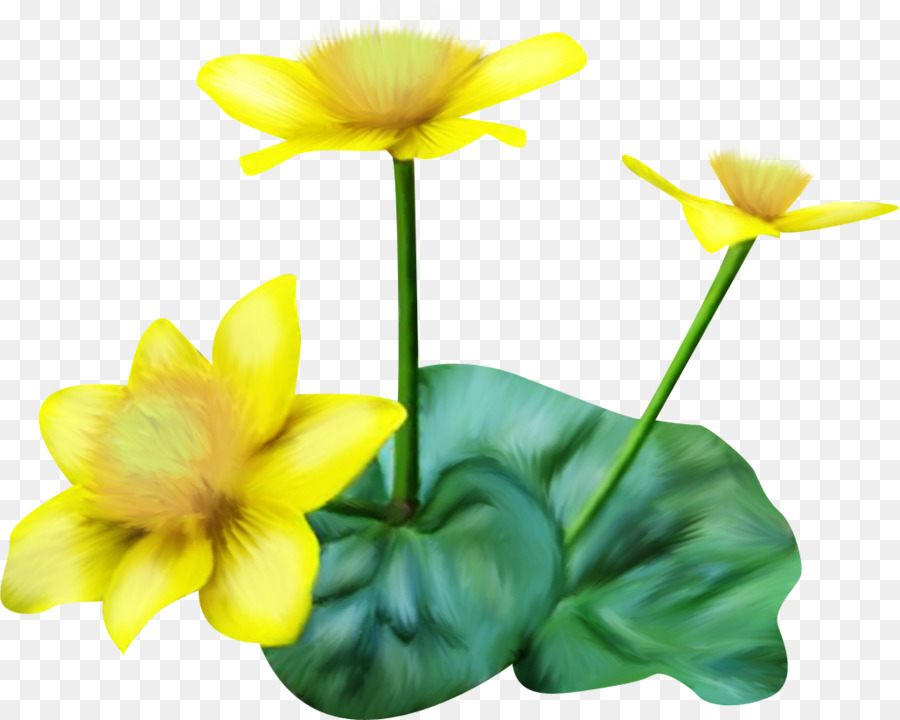 Pétalo，Flor PNG