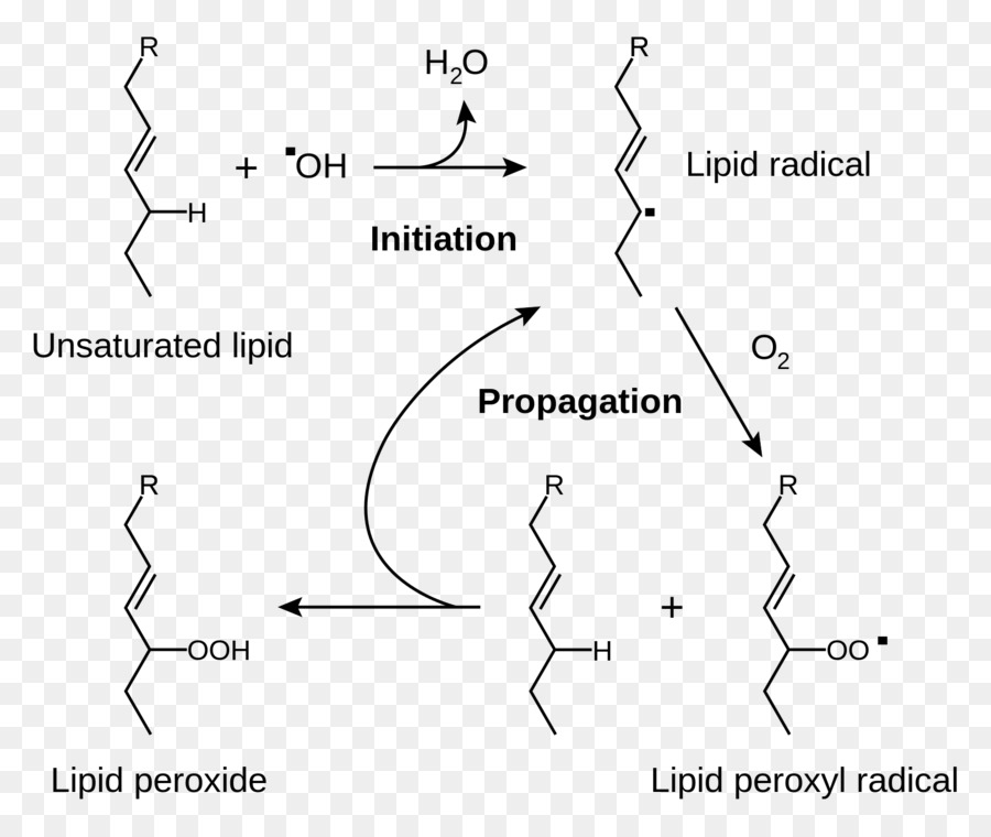 La Peroxidación De Lípidos，Los Lípidos PNG