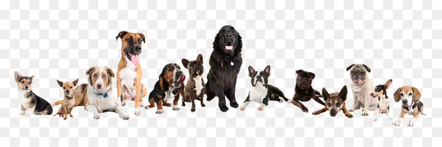 Perros，Mascotas PNG